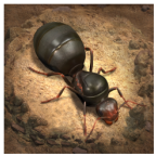 小小���最新版中文版(The Ants)