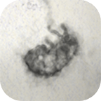 ��ӡ��1.0��׿��